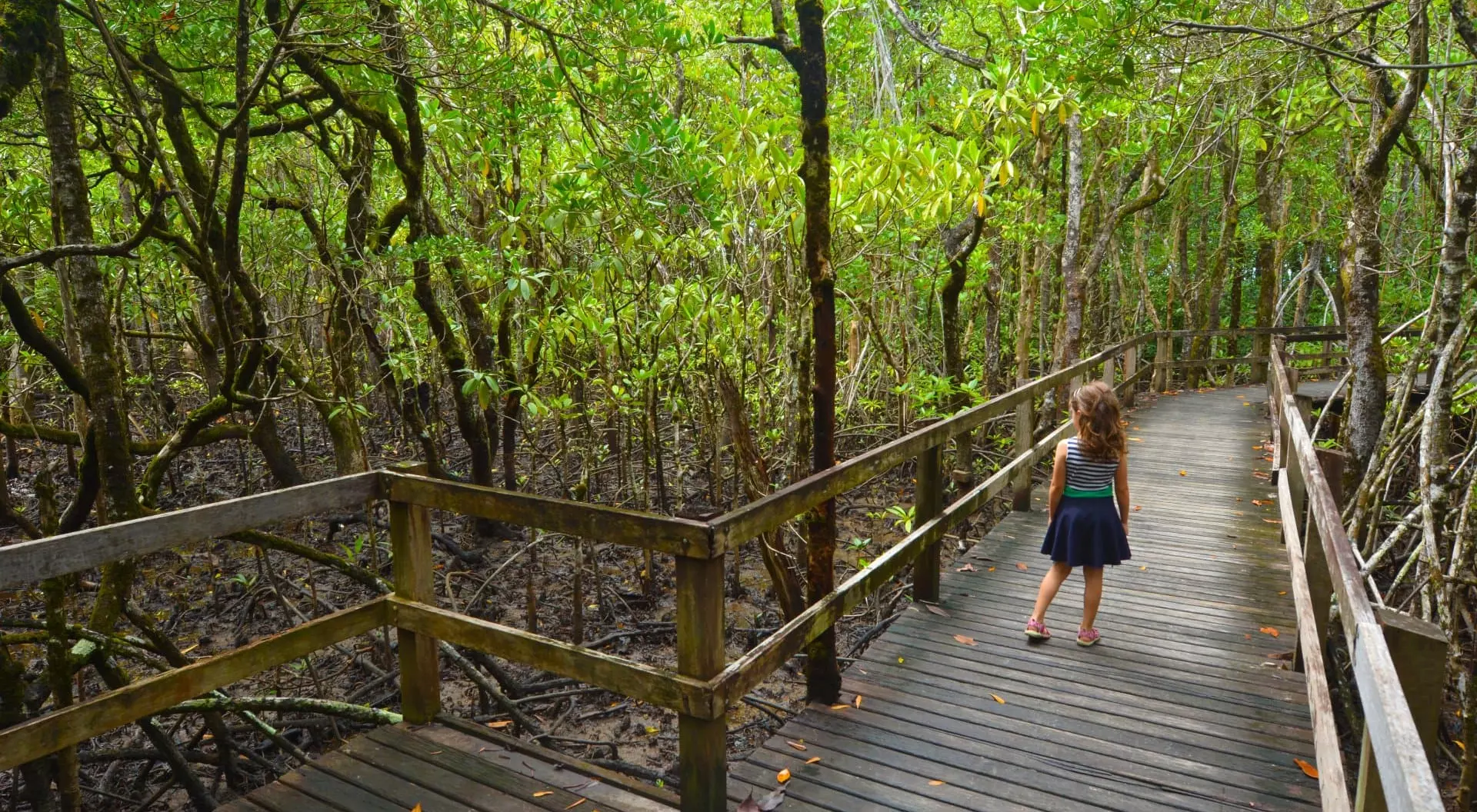 Daintree National Park scenery, Queensland, Australia