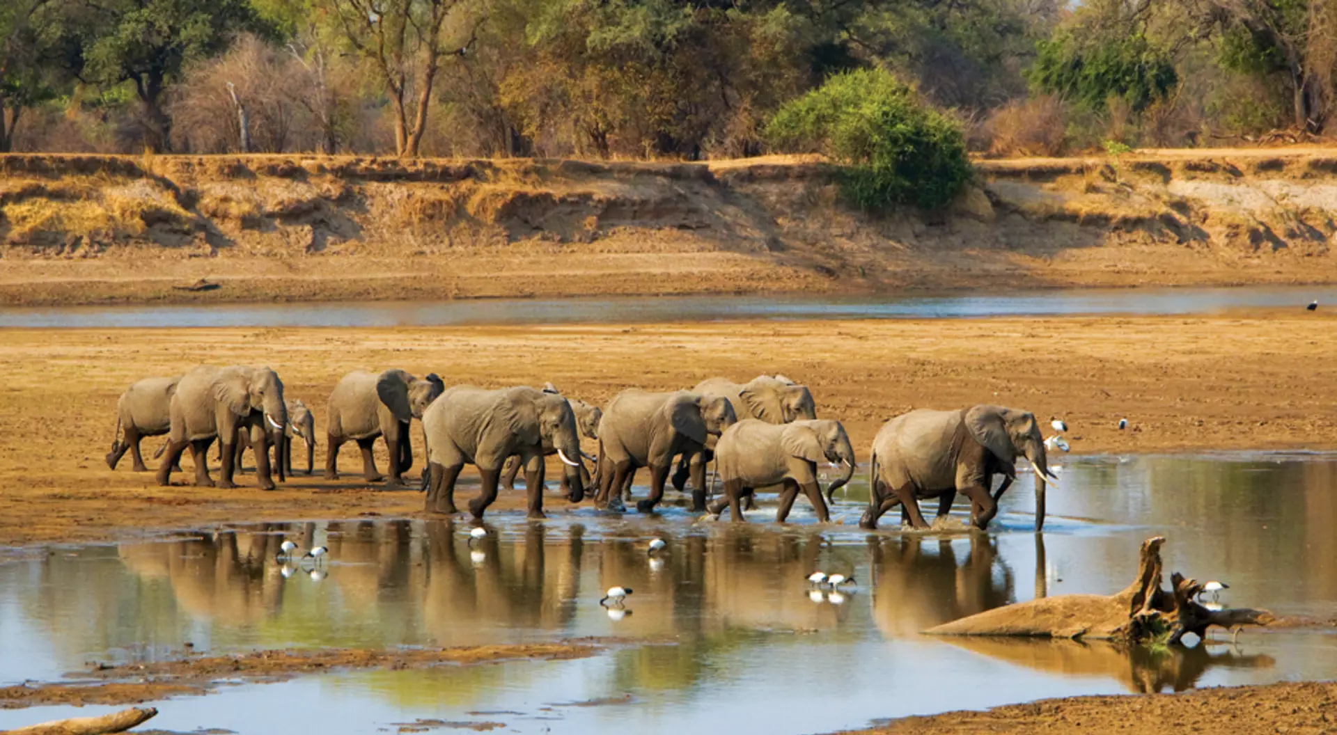 Luangwa River, Zambia Elephant herd crossing Luangwa River in Zambia