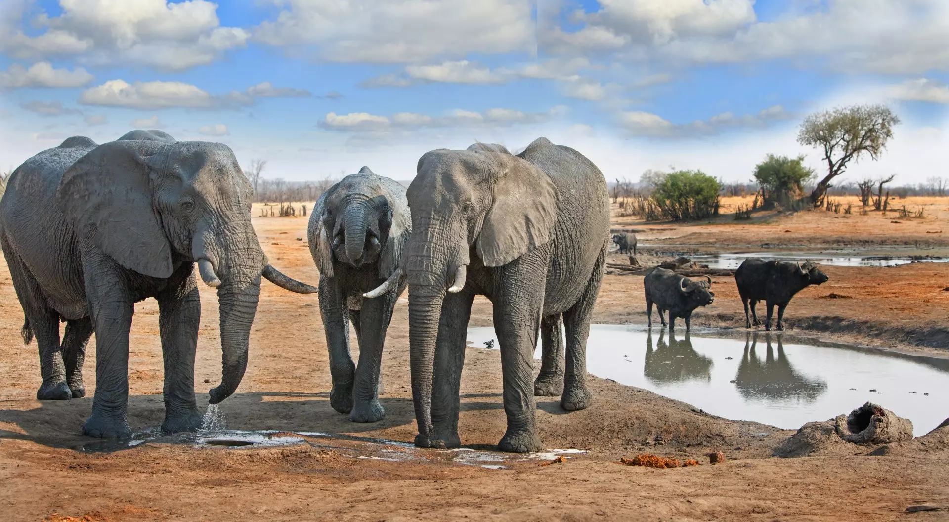 Elephants and buffalo at a waterhole in Hwange National park with a nice blue cloudy sky, Zimbabwe