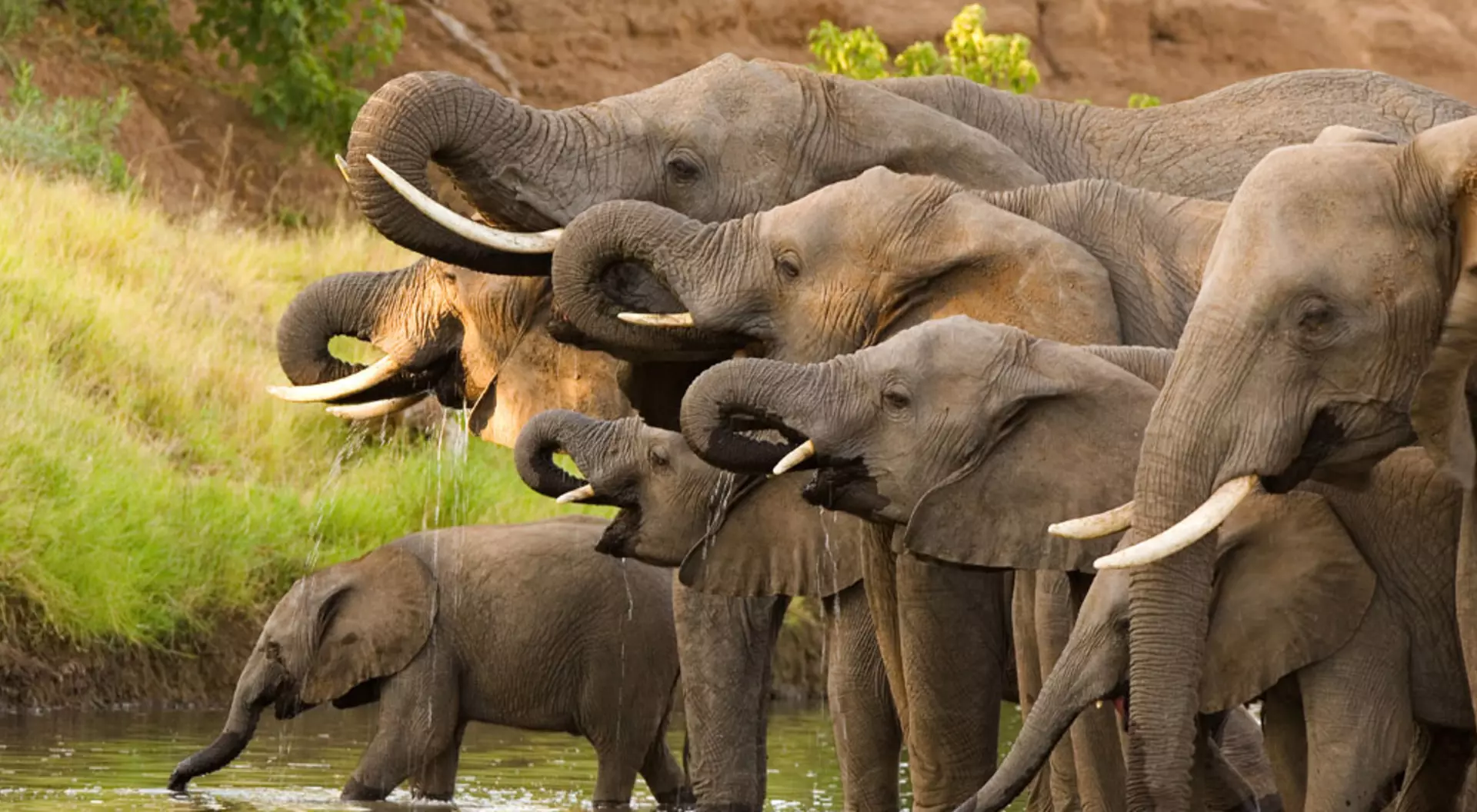 Botswana Elephants drinking from Okavango, Botswana
