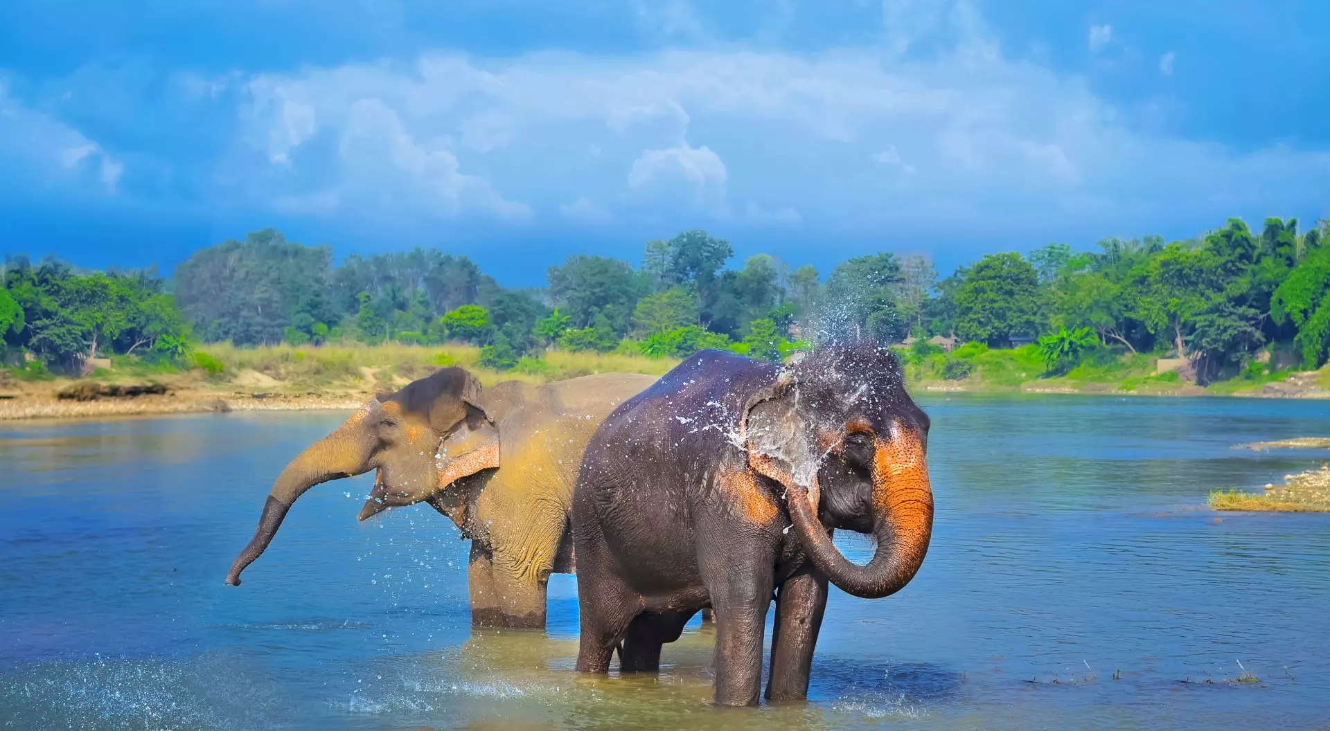Elephants having fun in Chitwan National Park, Nepal 