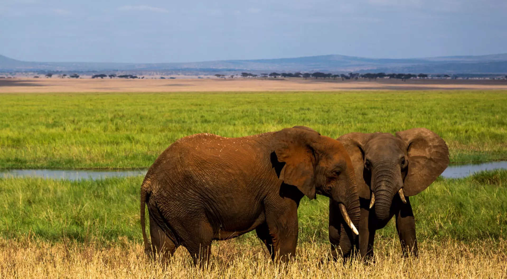 Tanzania Elephants in Tarangire National Park in north Tanzania