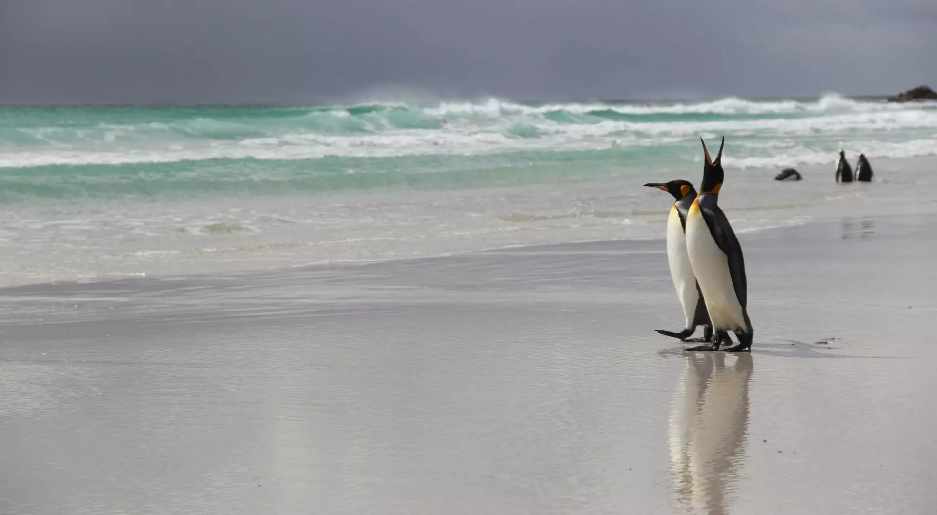 Falkland King Penguin