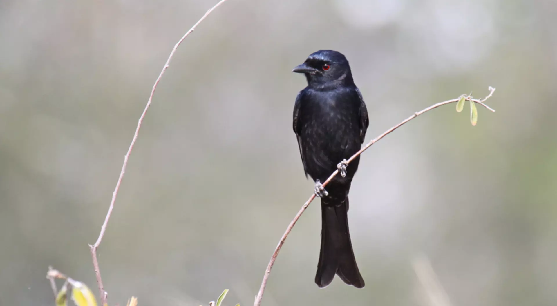 Africa The Brilliance of the Fork-Tailed Drongo