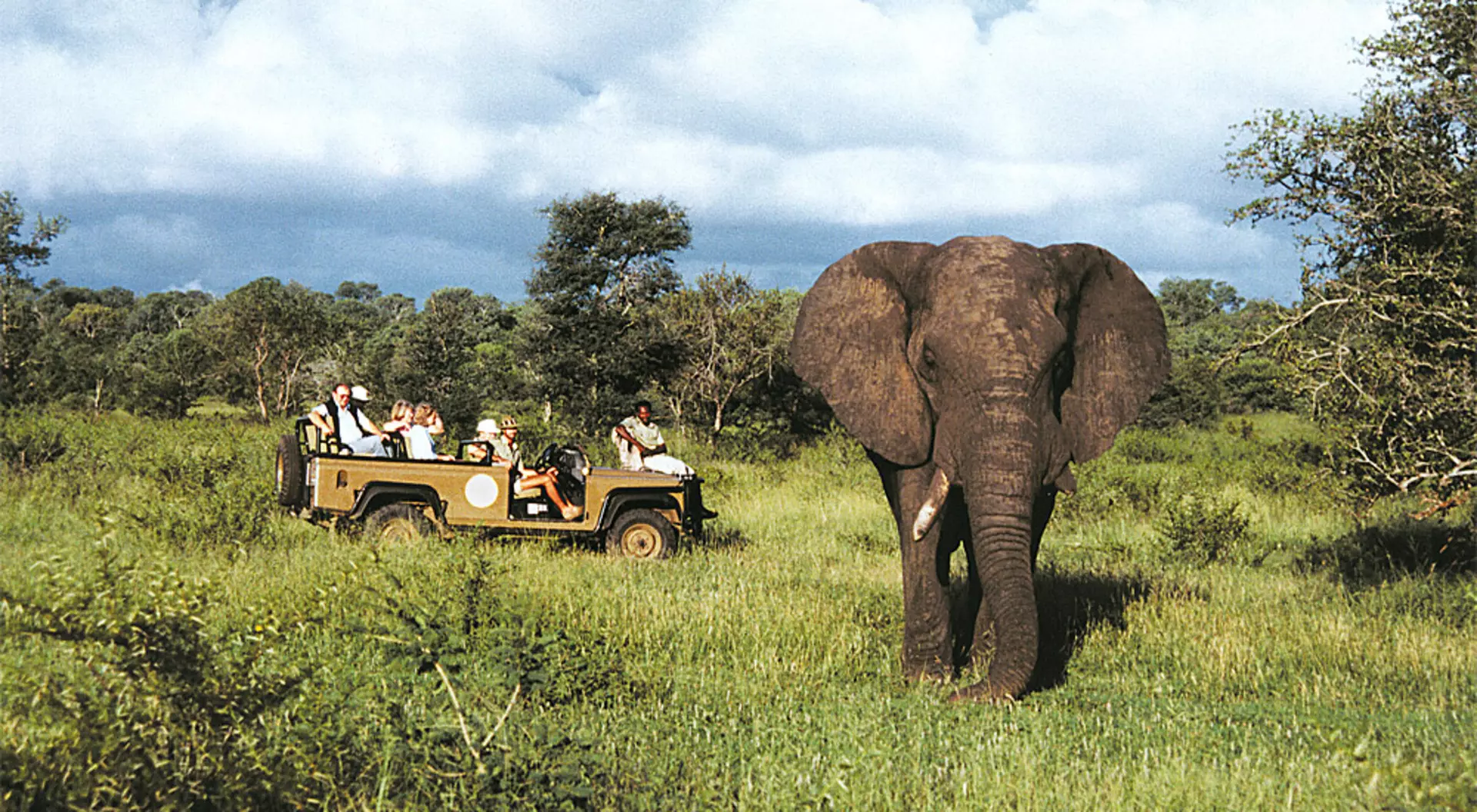 South Africa Game View of Elephant, Sabi Sands, South Africa