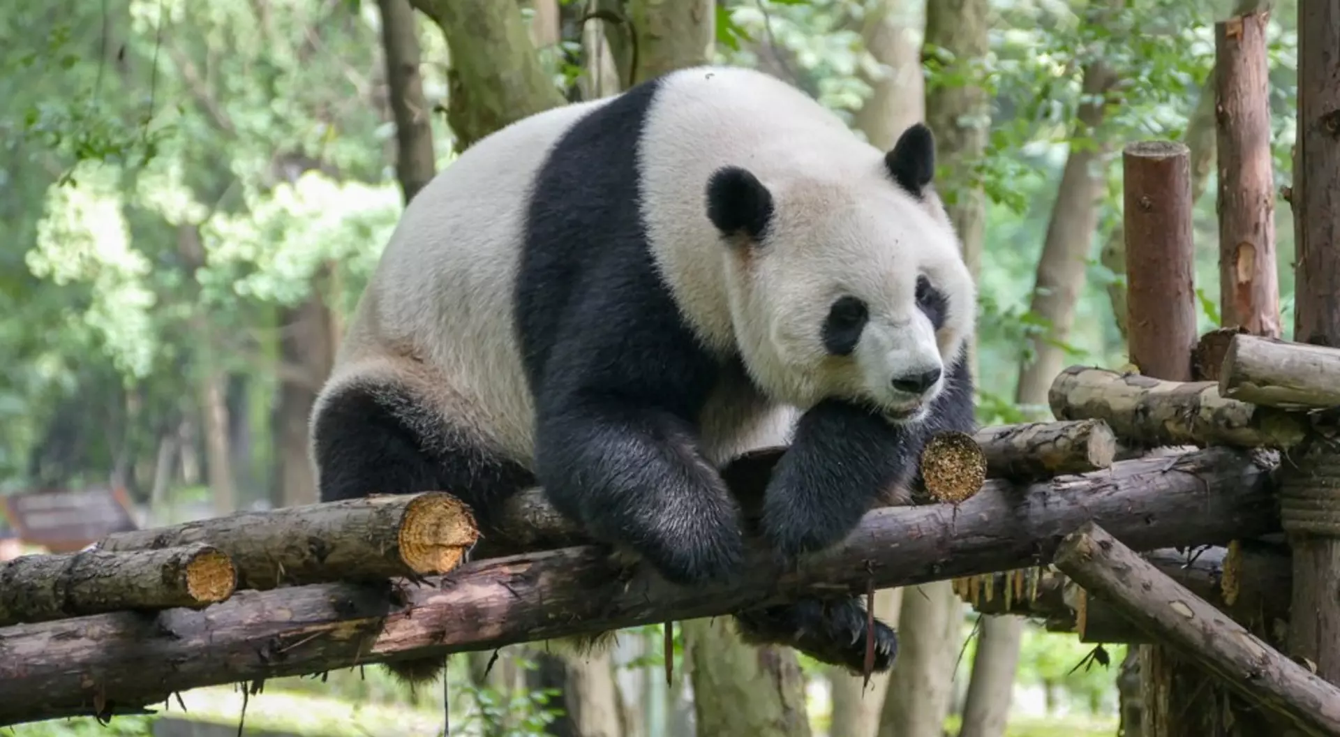 Giant panda at Wolong Nature Reserve, Chengdu, China