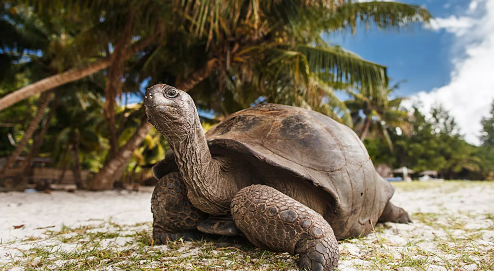 Curieuse Island, Seychelles Giant tortoise on Curieuse Island, Seychelles