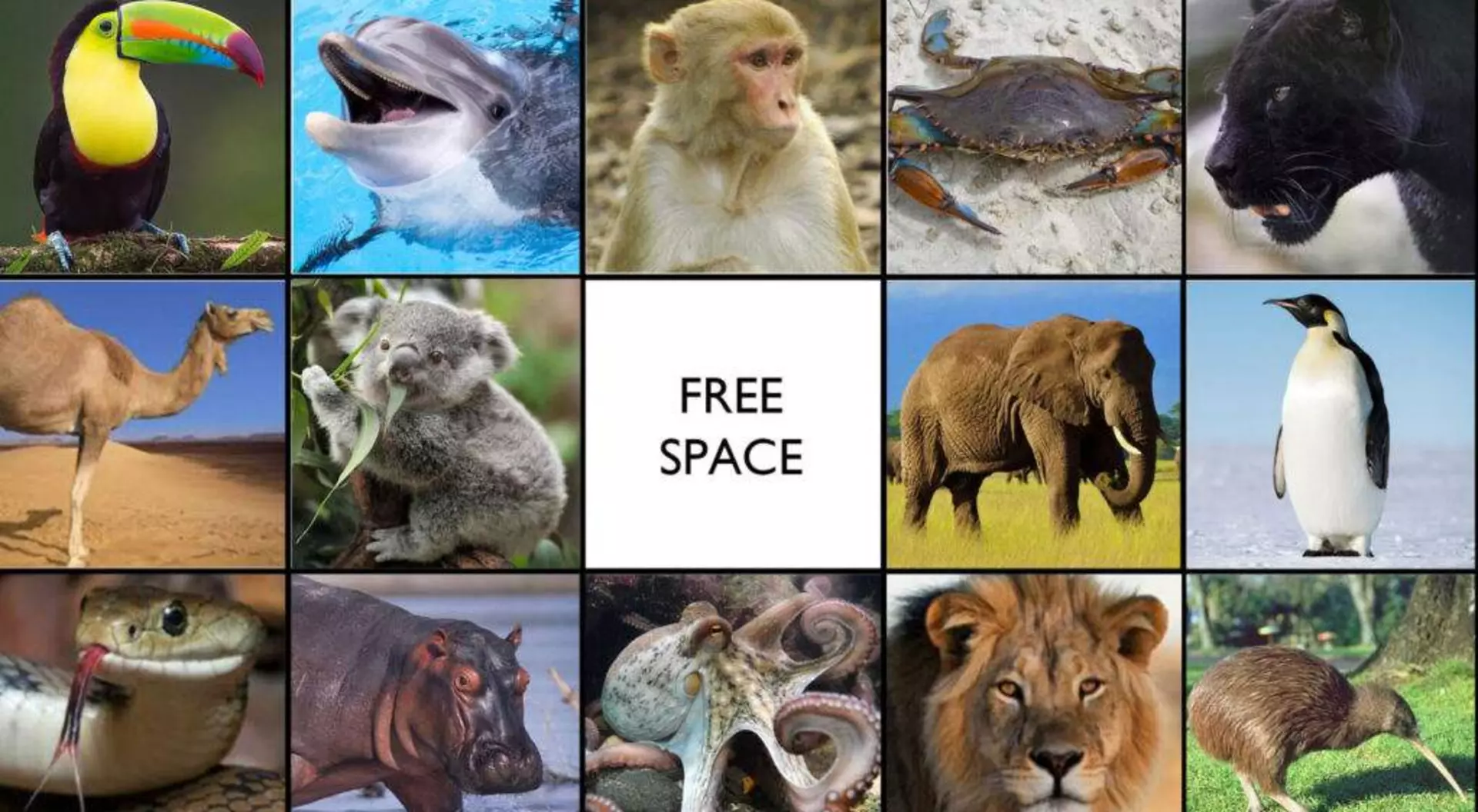 Introducing Goway Animal Bingo, Goway Travels
