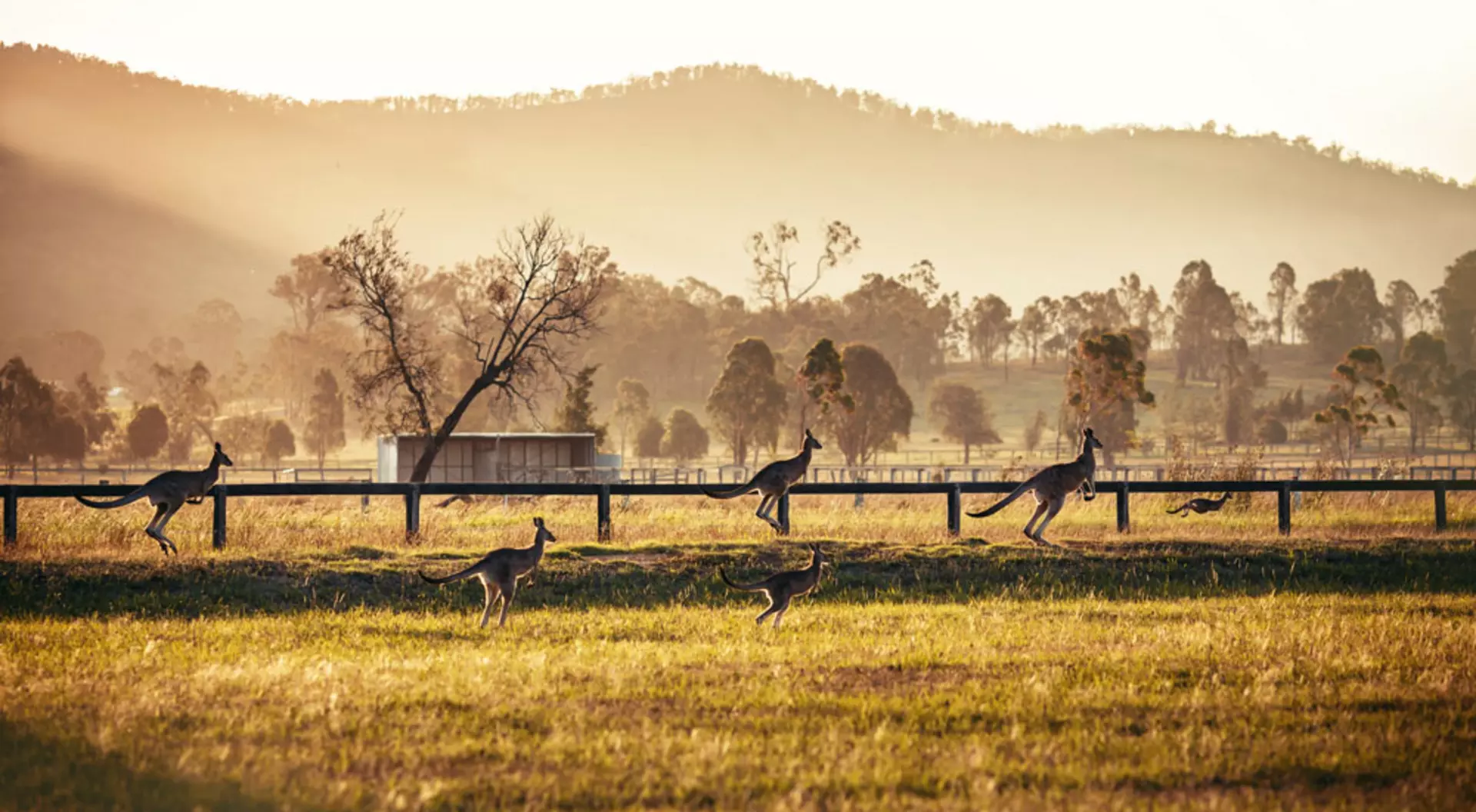 Group of Australian Kangaroos at Hunter Valley, Australia