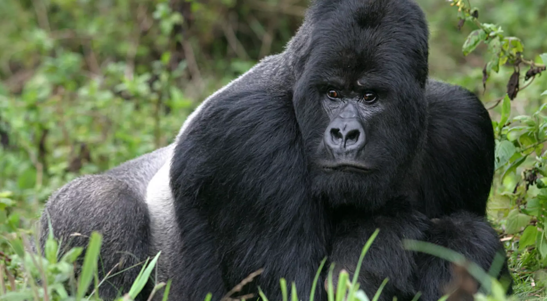 Guhonda the Silverback Gorilla Rwanda
