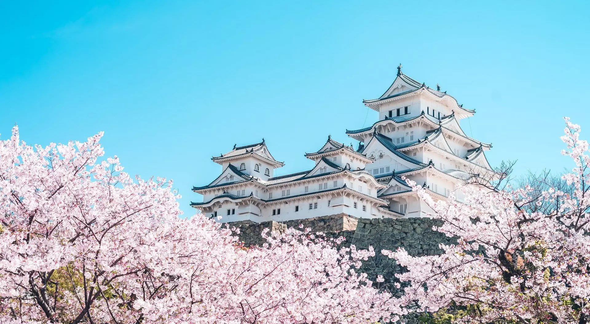 Himeji Castle, Japan Himeji Castle in the midst of cherry blossom season