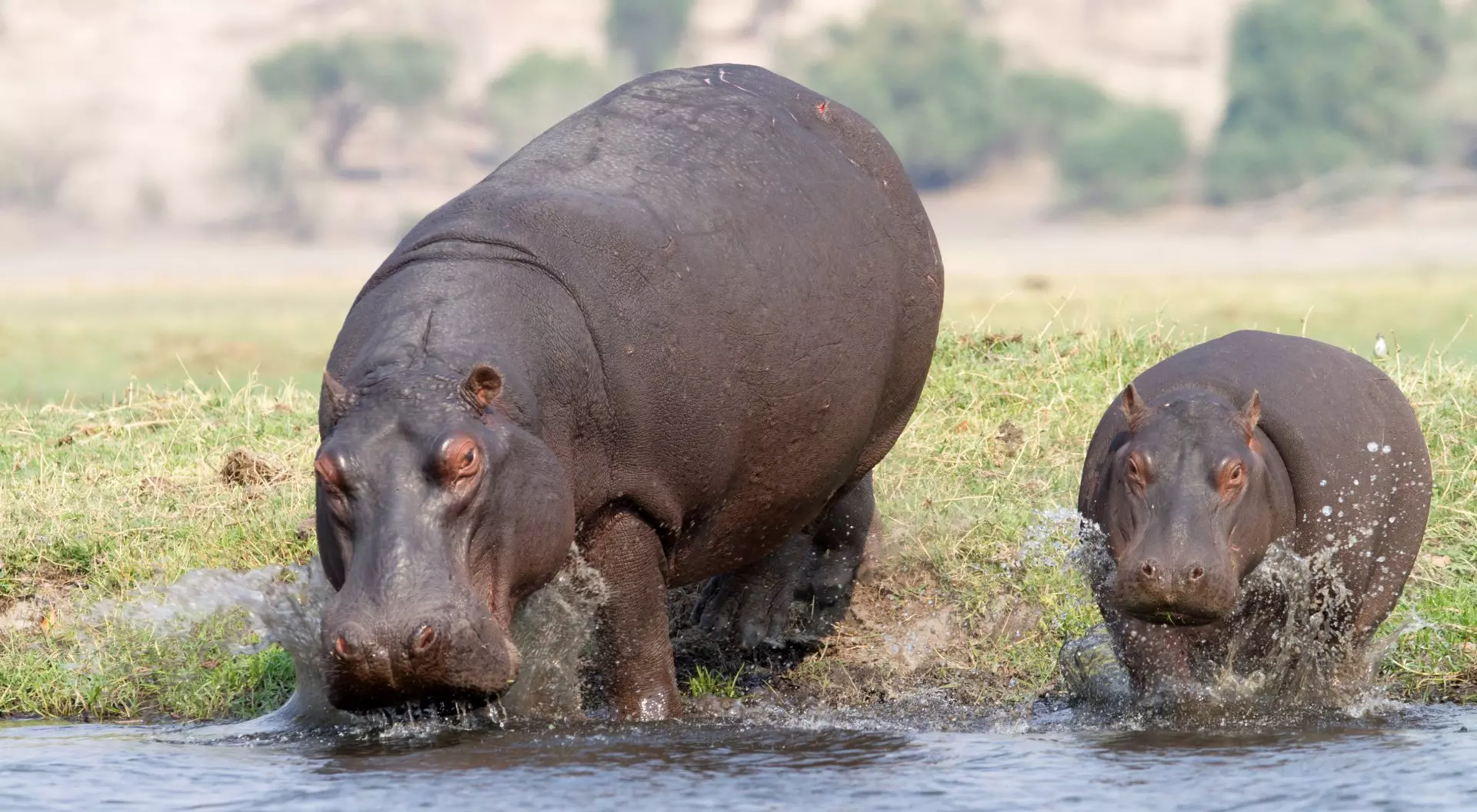 Botswana Hippos at the Zambesi river, Cobe National Park, Botswana