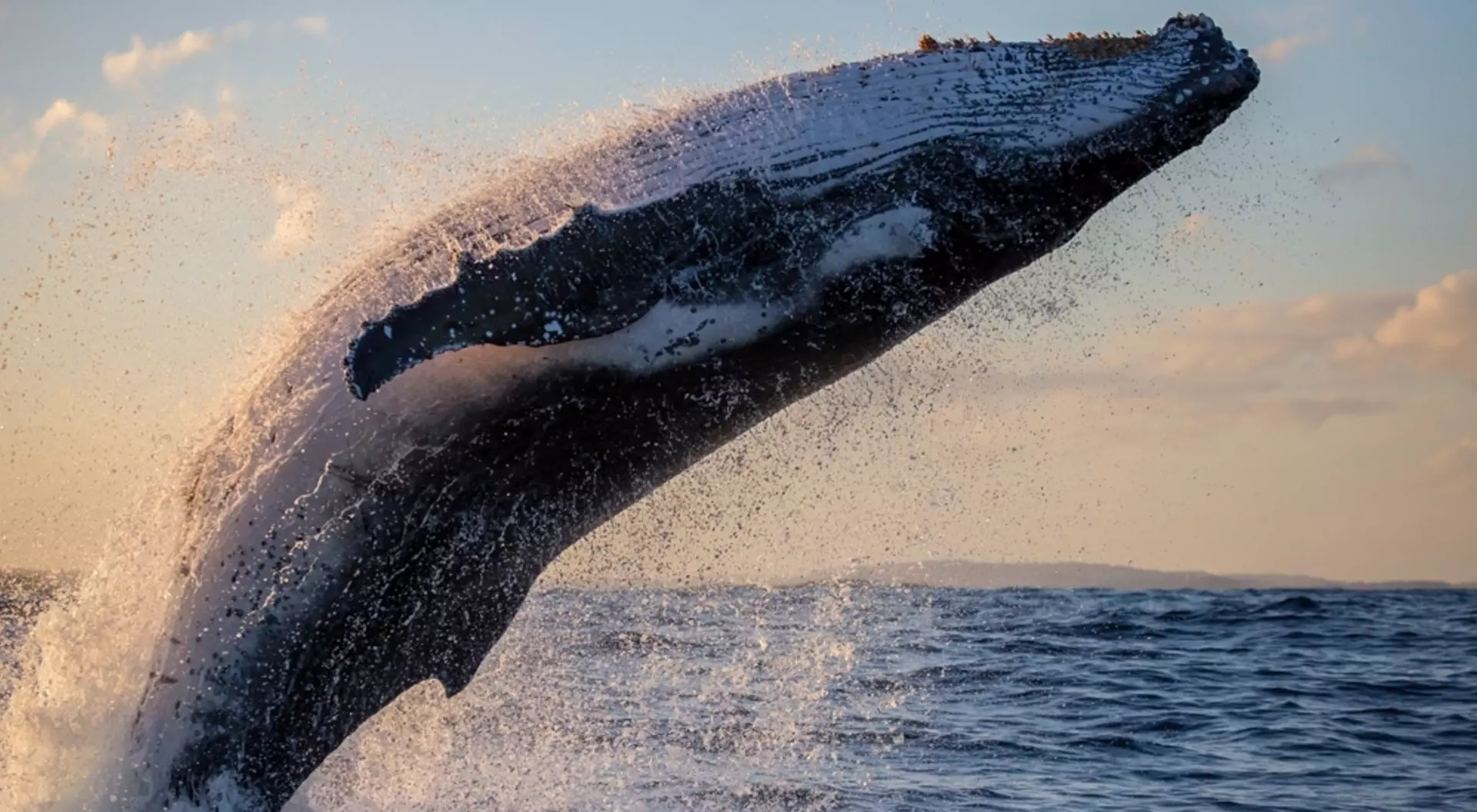 Sydney Harbour, Australia Humpback whale close up breaching off Sydney Harbour at sunset, New South Wales, Australia