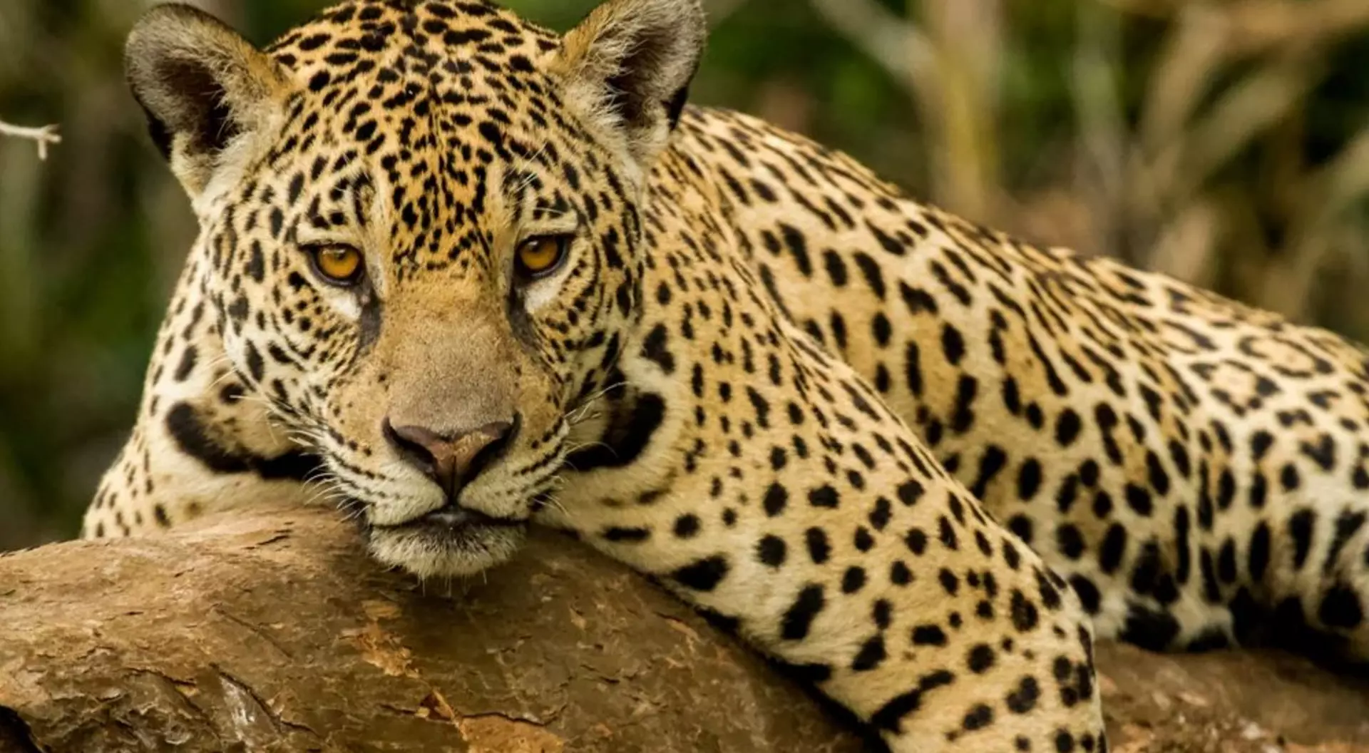 Brazil Jaguar, found in the Pantanal, Brazil
