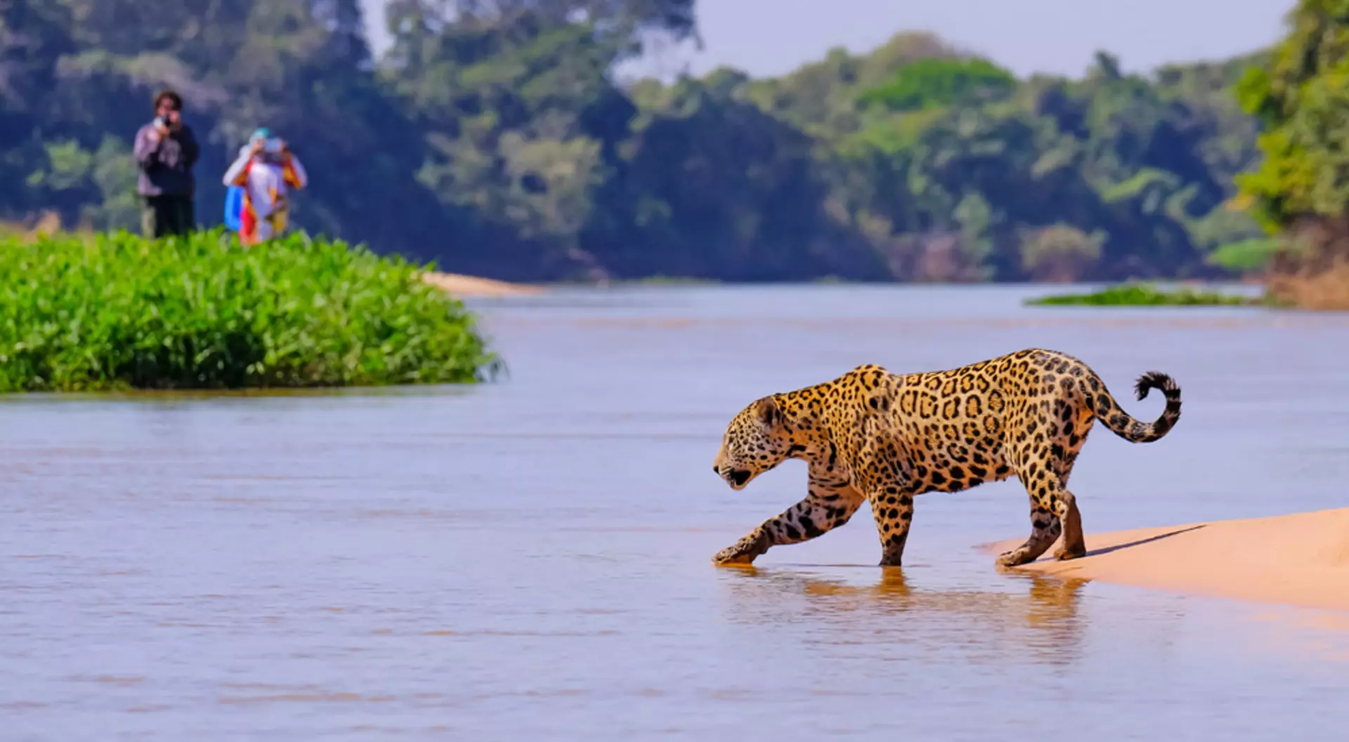 Pantanal, Brazil Jaguar observed crossing Cuiaba River, Pantanal, Brazil
