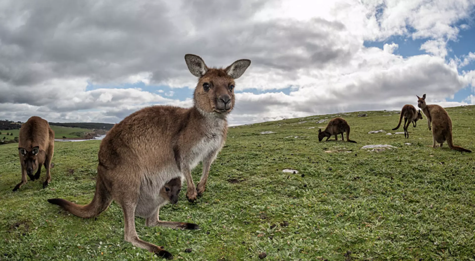 Kangaroos on Kangaroo Island, Australia