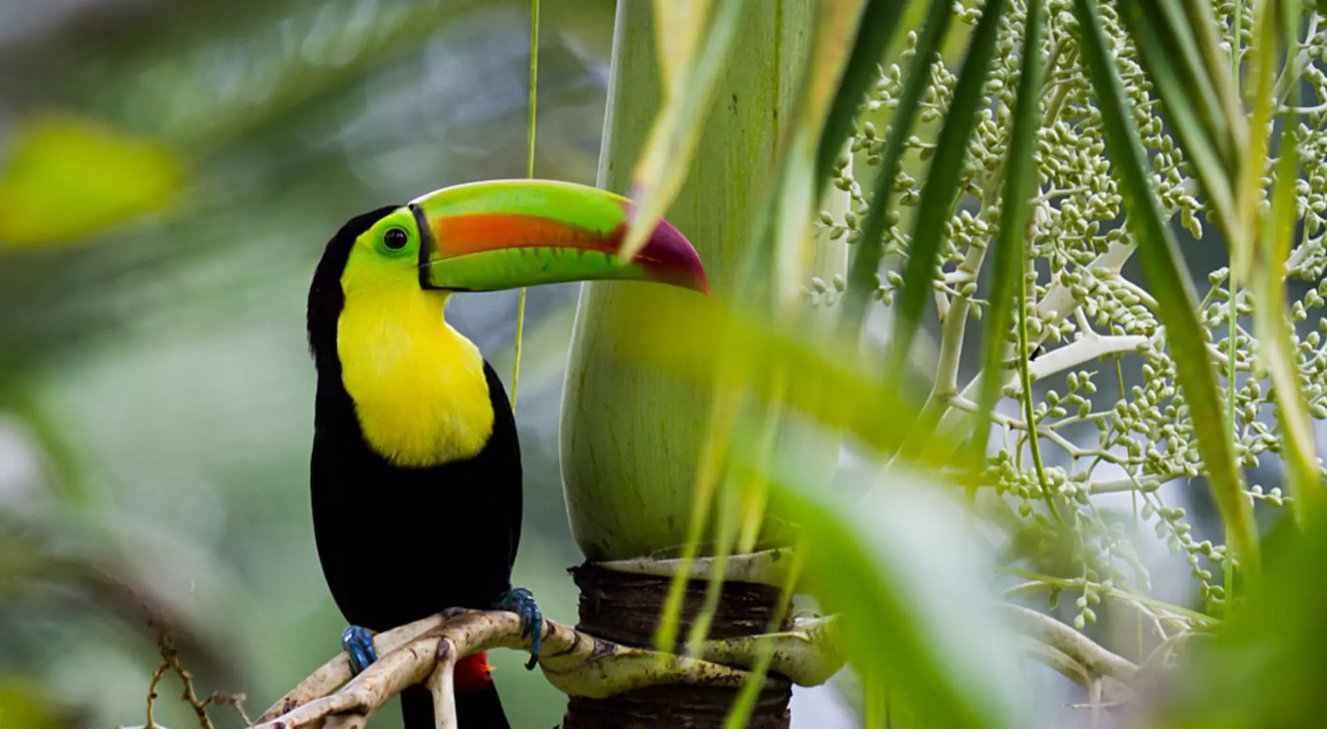 Keel-Billed Toucan in the Rainforest of Belize