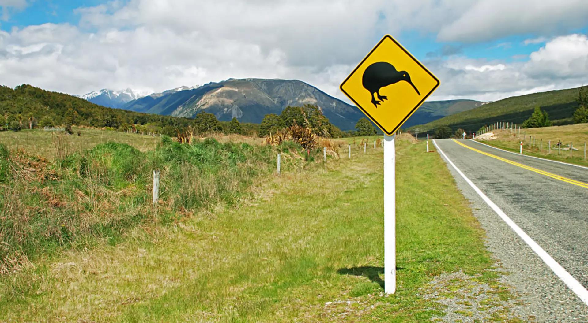 New Zealand Kiwi Road Sign on Empty Road New Zealand