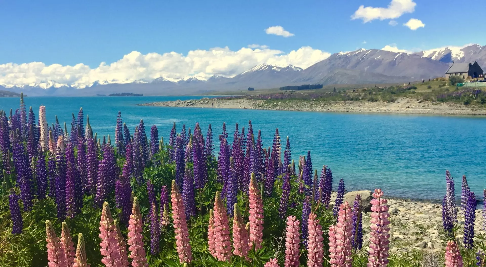 Lake Tekapo with Llupins Blooming, South Island, New Zealand