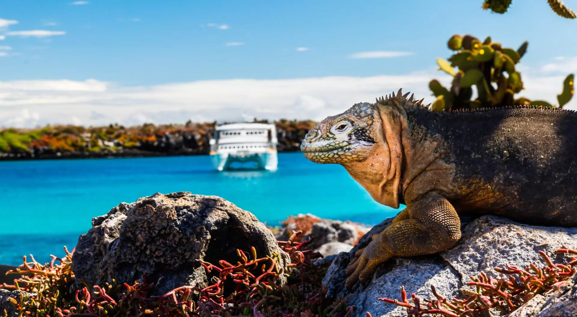 Land iguana with a white boat in the background, South Plaza Island, Galapagos Islands, Ecuador