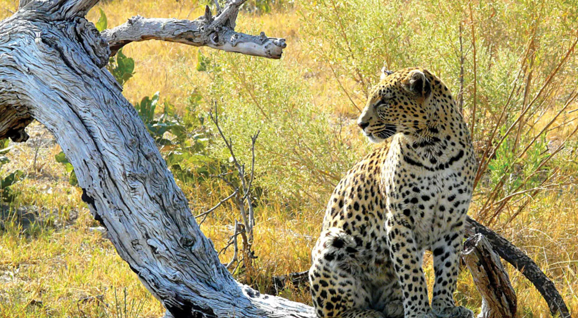 Botswana Leopard in Pom-Pom Island, Okavango Delta, Botswana