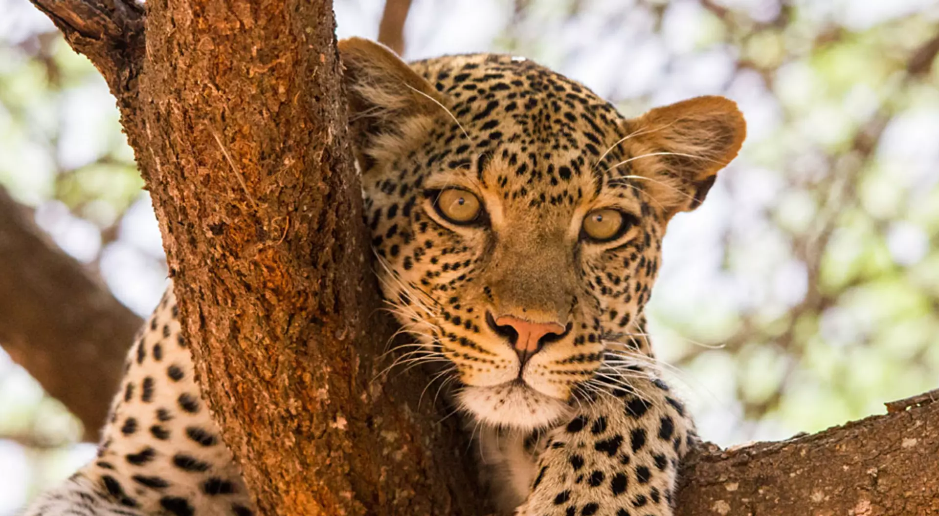 East Africa Leopard in a Tree, East Africa