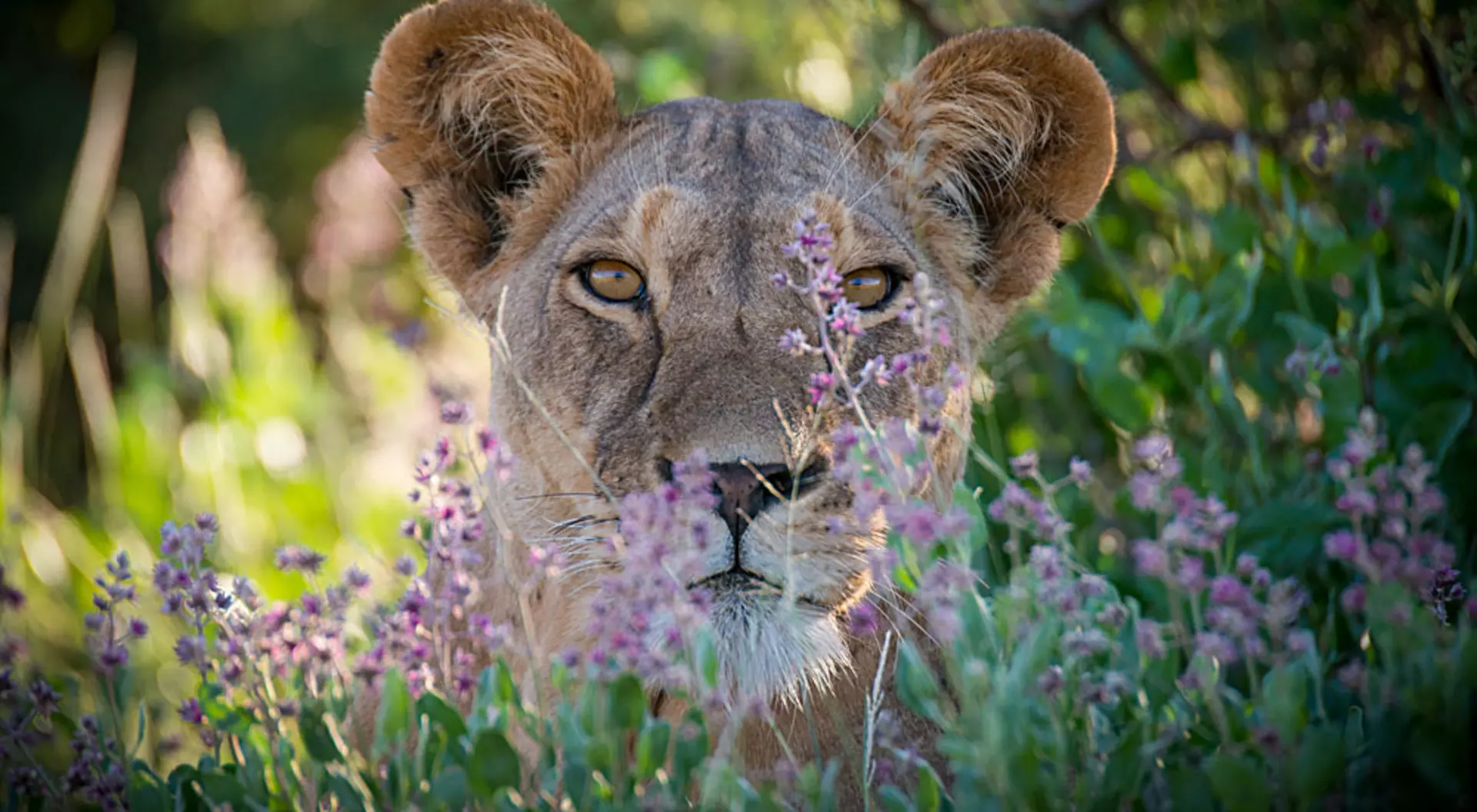 Kenya, Africa Lioness Close Up in Samburu Game Park, Kenya