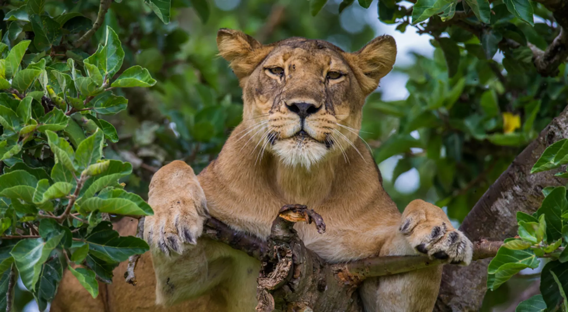 Lioness lying on a big tree in Uganda