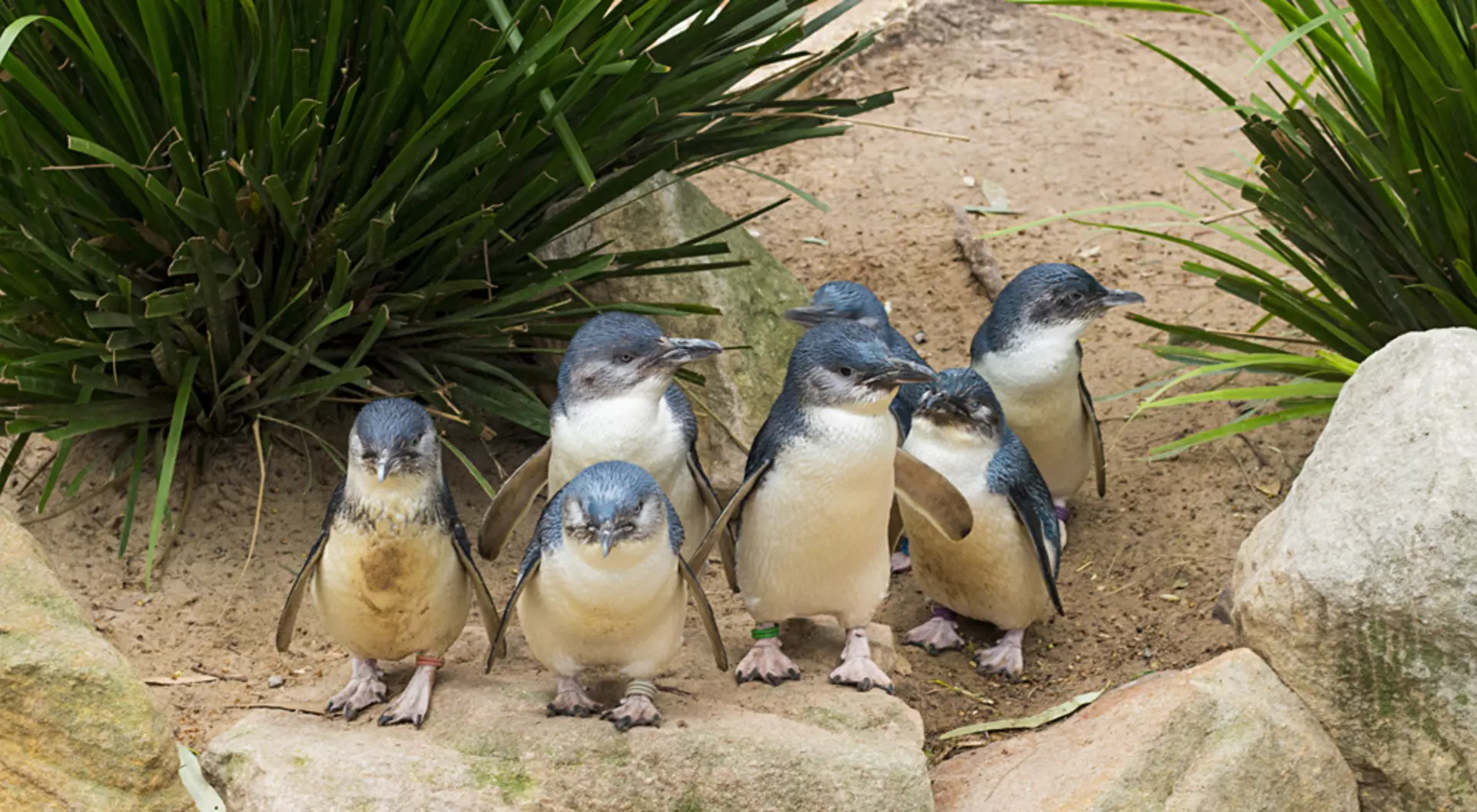 Phillip Island, Australia Little Blue Penguins, Australia