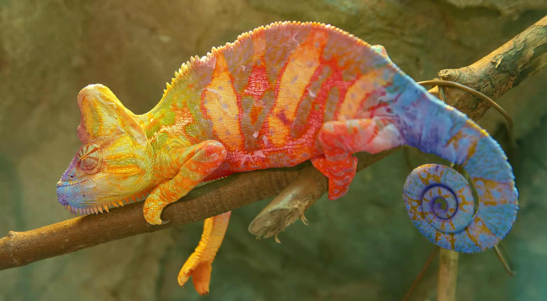 Madagascar - Chameleon on a branch