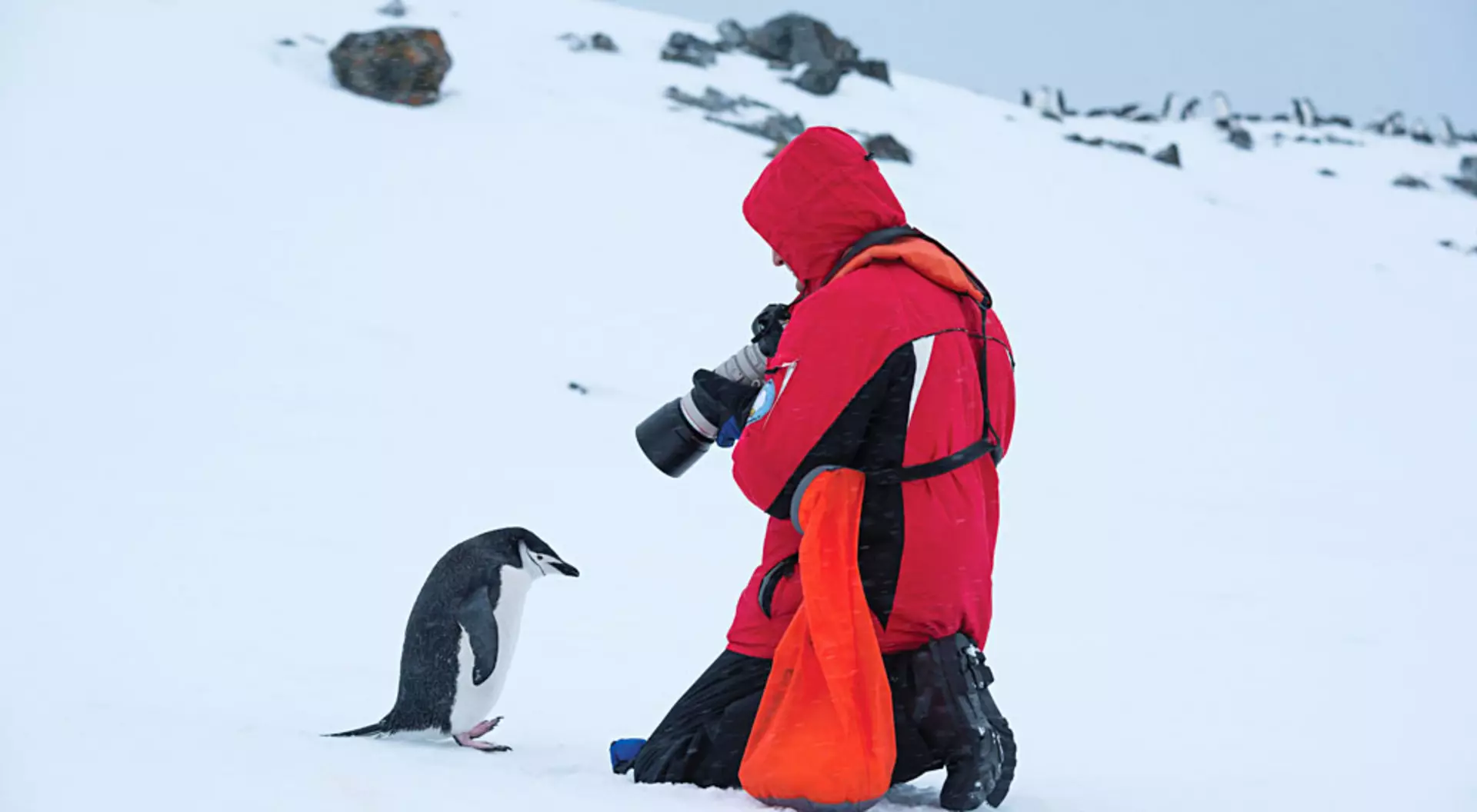Antarctica Man Photographing Penguin Up Close Antarctica