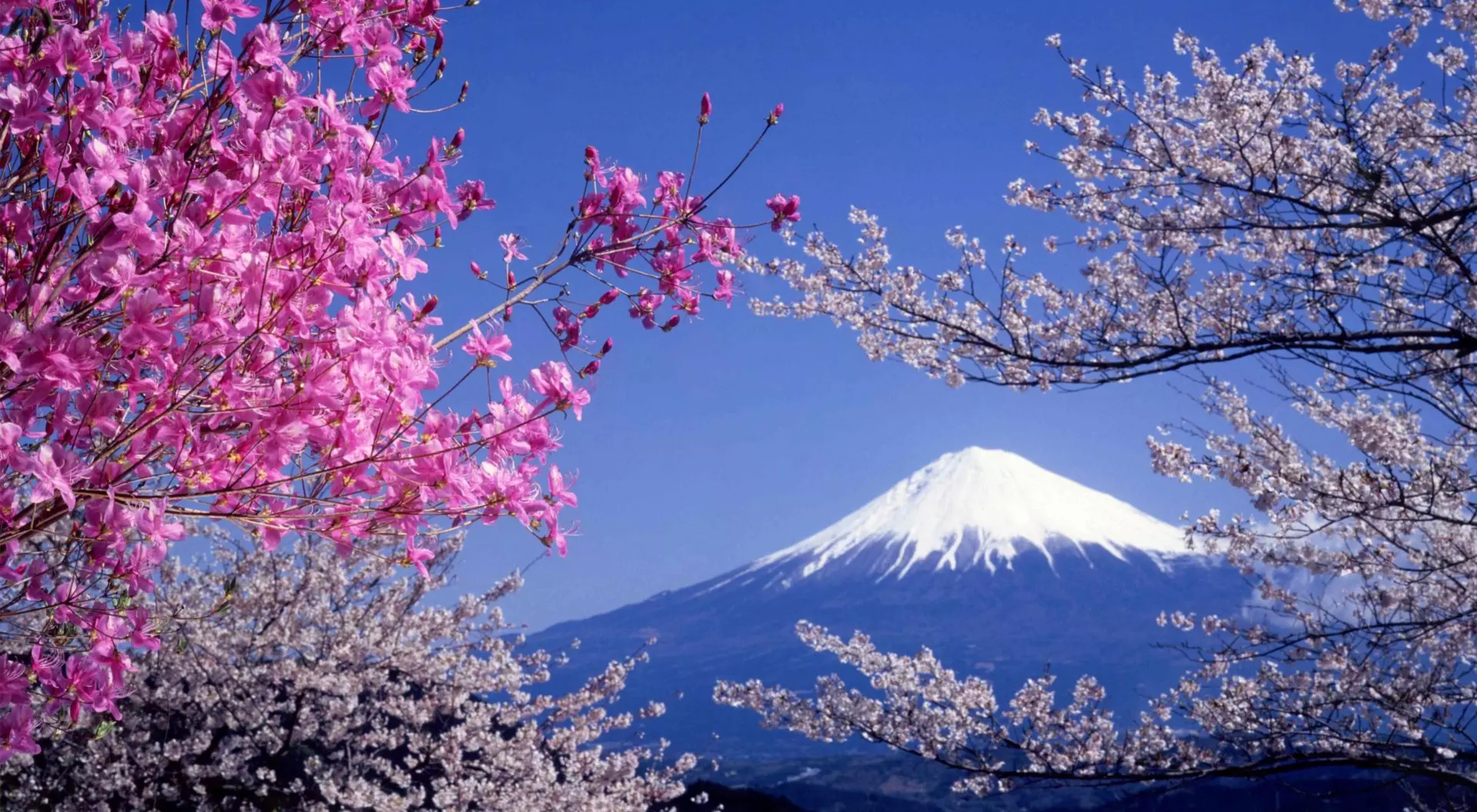 Pink cherry blossoms frame Mt. Fuji in the background in Shizuoka, Japan.