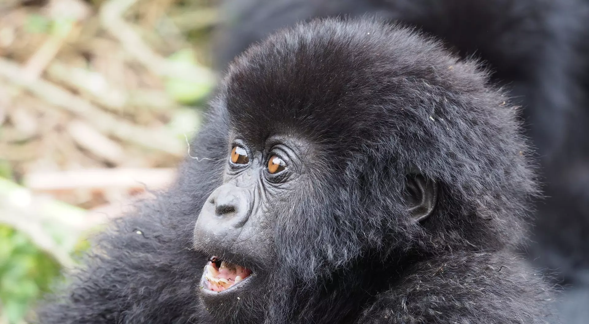 Rwanda Mountain Gorillas in the Volcanoes National Park, in Rwanda