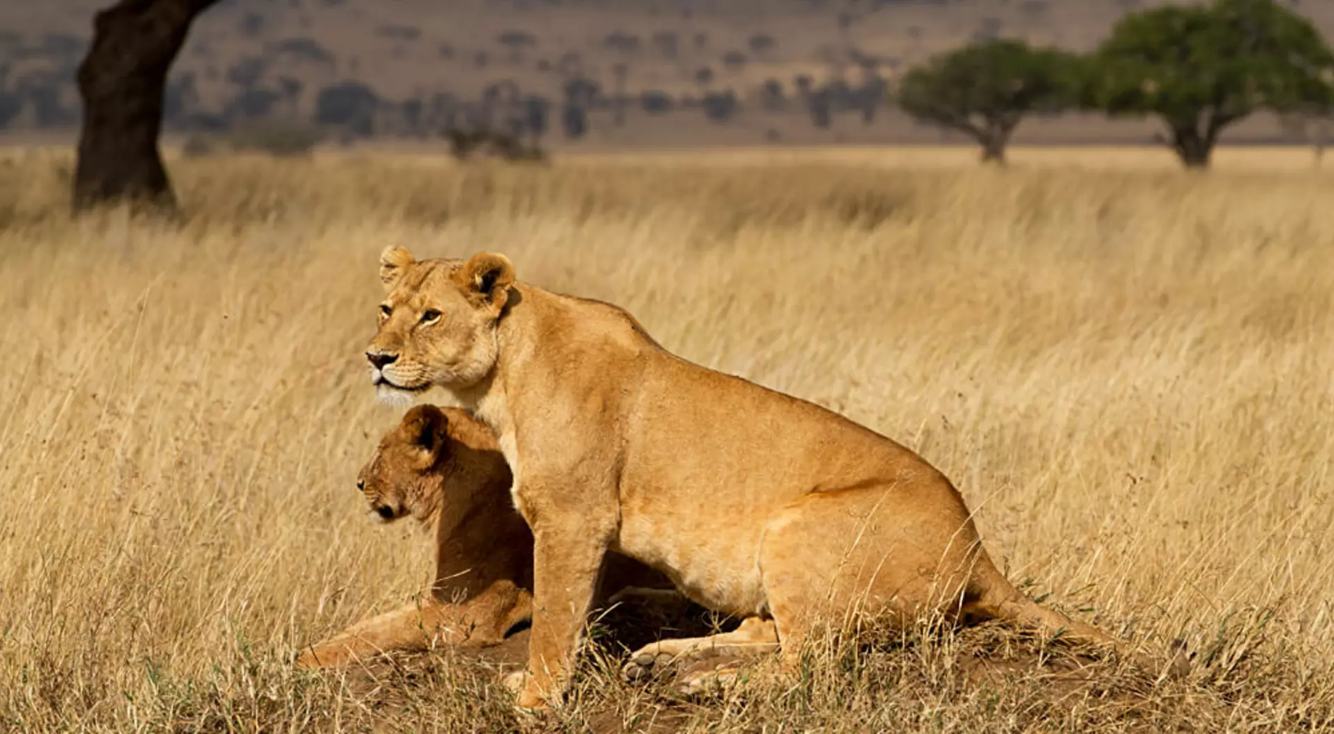 Pair of Male Lions Intensely Watching Their Prey in Serengeti National Park Tanzania