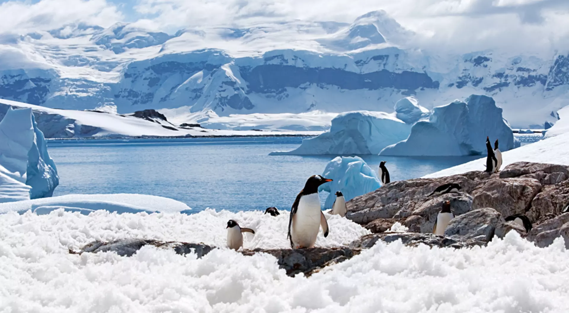Penguins in Antarctica