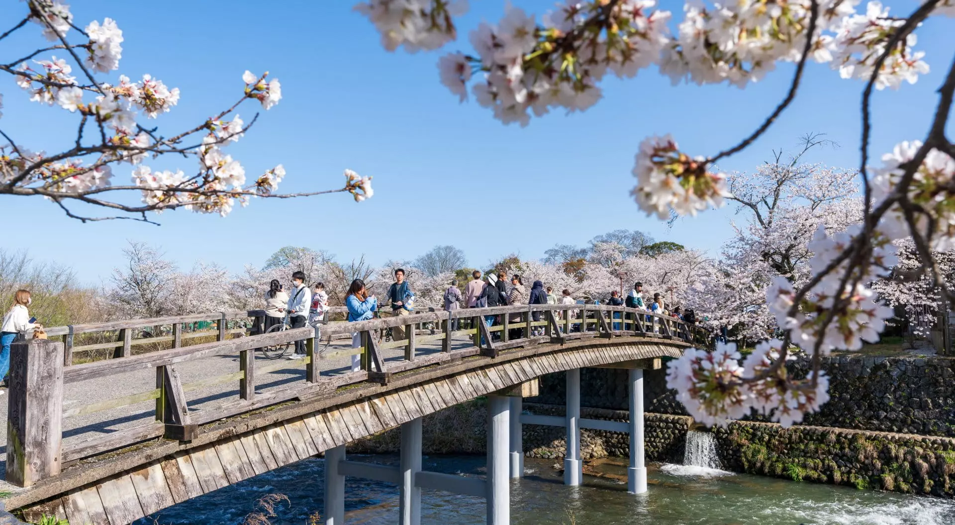 Kyoto, Japan People enjoying cherry blossoms along the Katsura River and Nakanoshima Bridge in Arashiyama district.