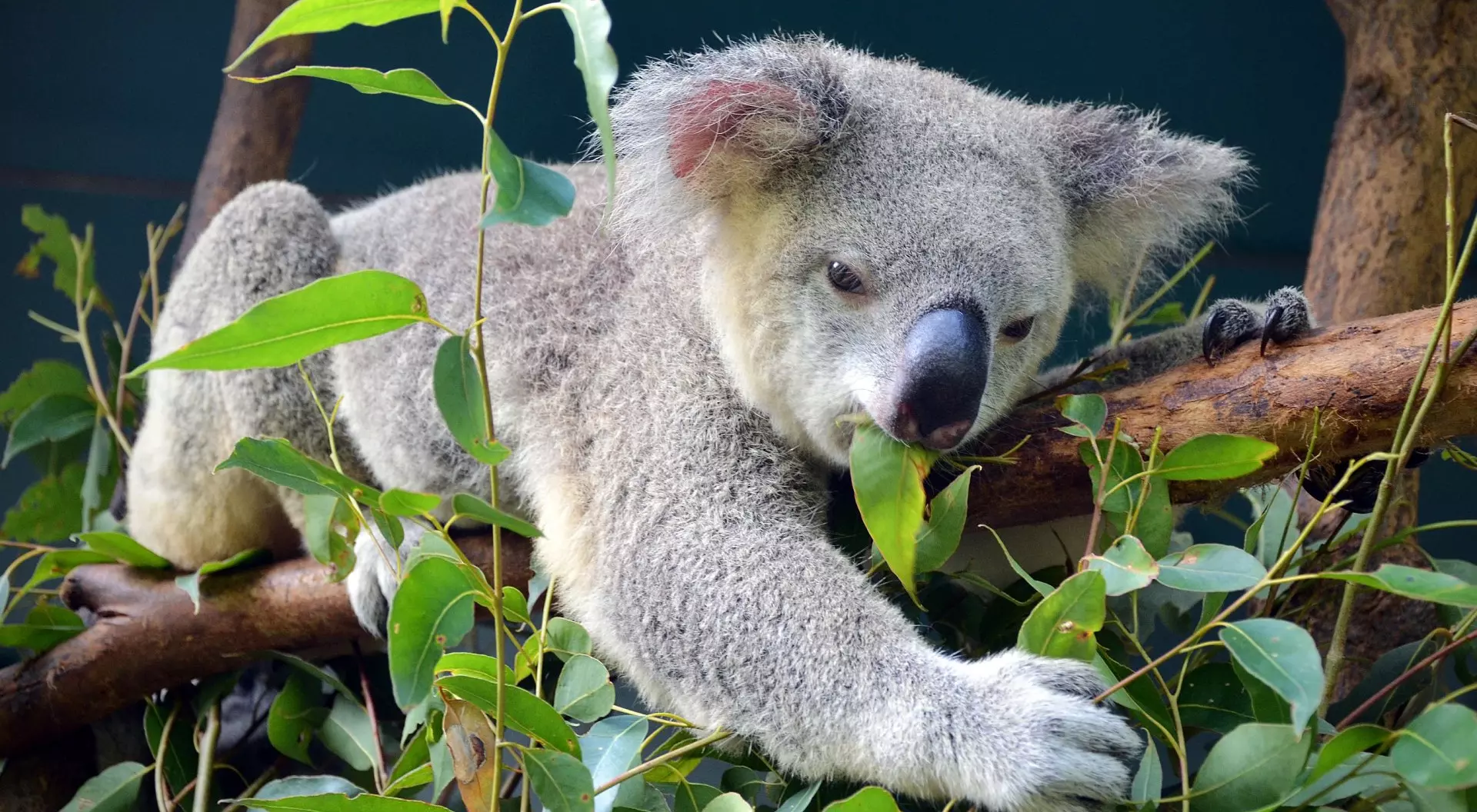 Australia Picture of a koala lounging in a tree, eating eucalyptus leaves in Australia.