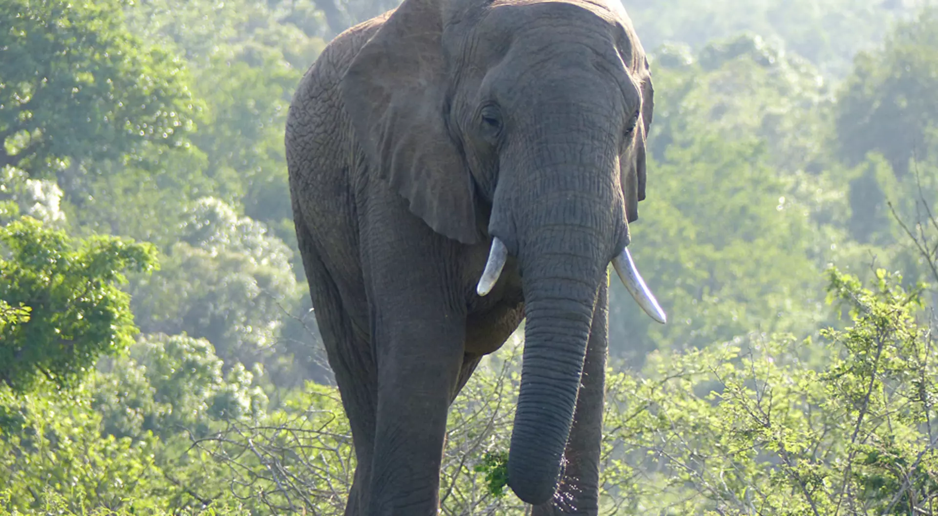 Raewyn Reid - Elephant in Hluhluwe-Umfulozi National Game Reserve, South Africa