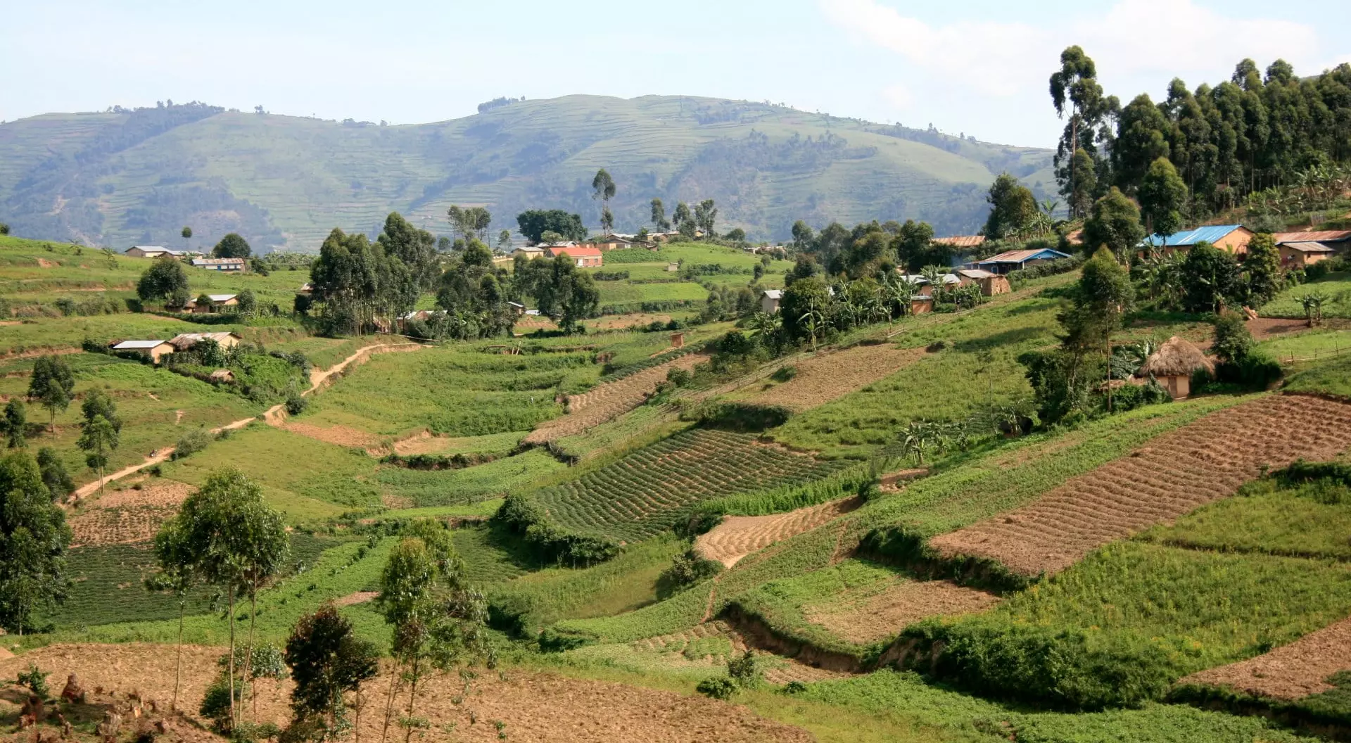 Kisoro District, Uganda Rice Fields in Kisoro District in Uganda - The Pearl of Africa