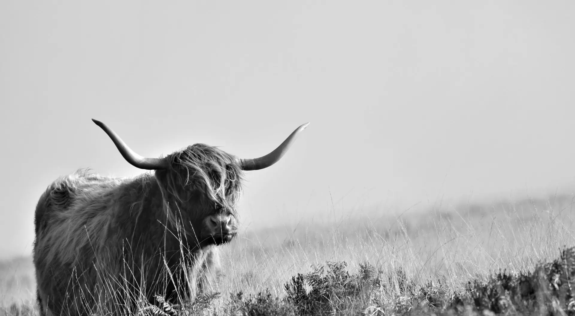 Scottish highland cow stands in a field