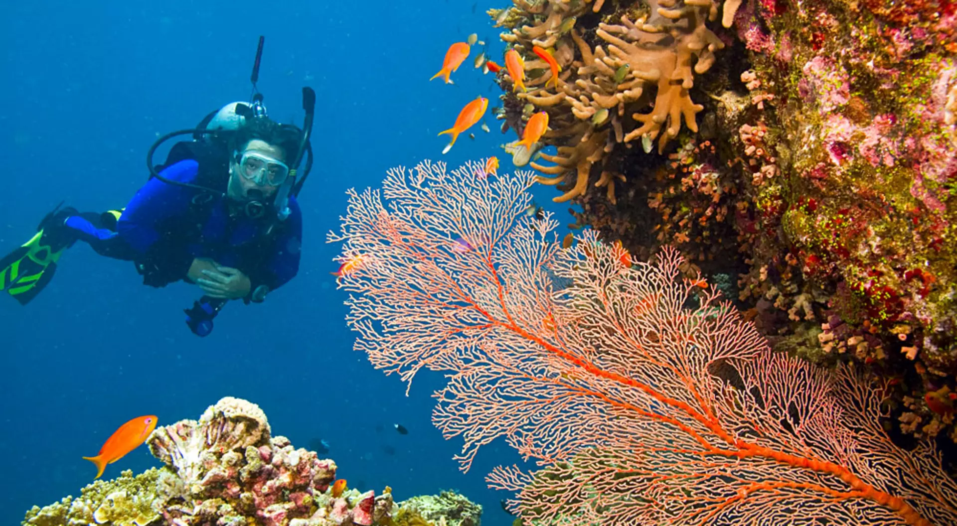 Queensland, Australia Scuba Diver Viewing Sea Life in Great Barrier Reef, Queensland, Australia