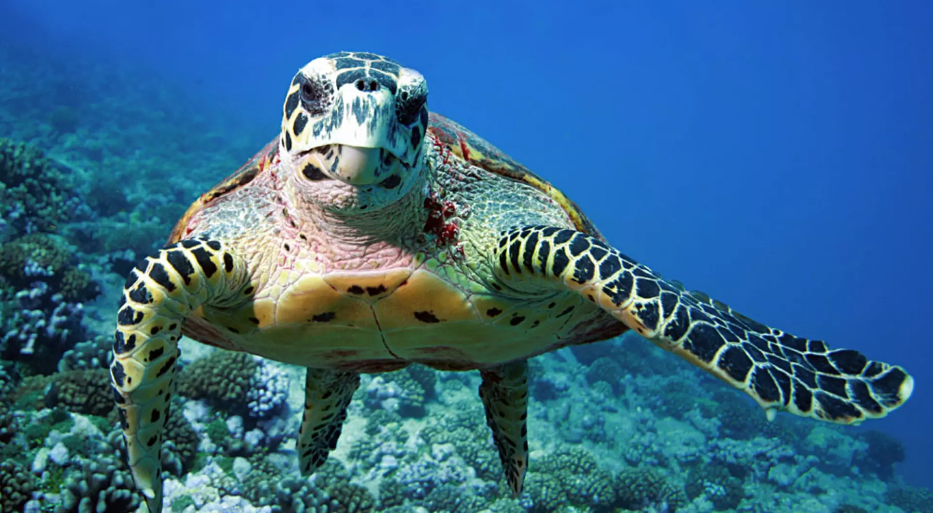 See Turtles Lay Eggs in Borneo!
