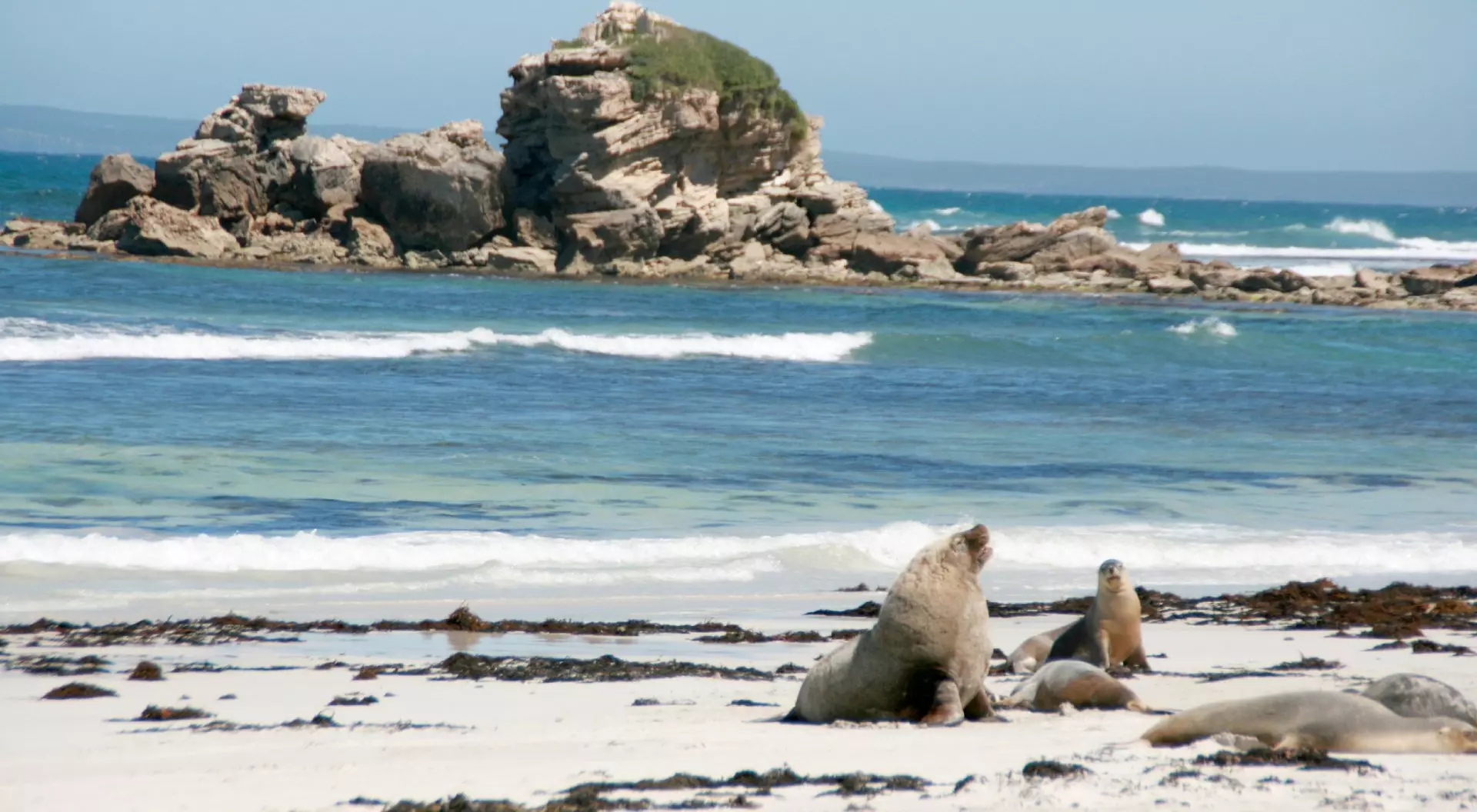 Kangaroo Island Seals, Australia