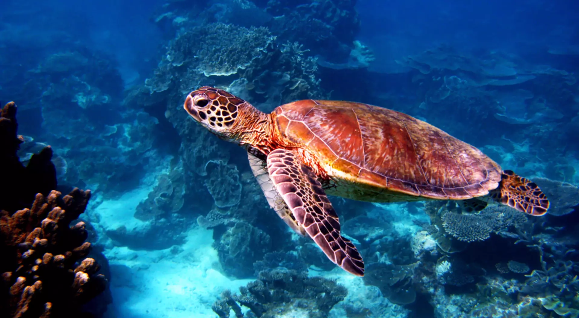 Sea turtle at Great Barrier Reef, Queensland, Australia Trip