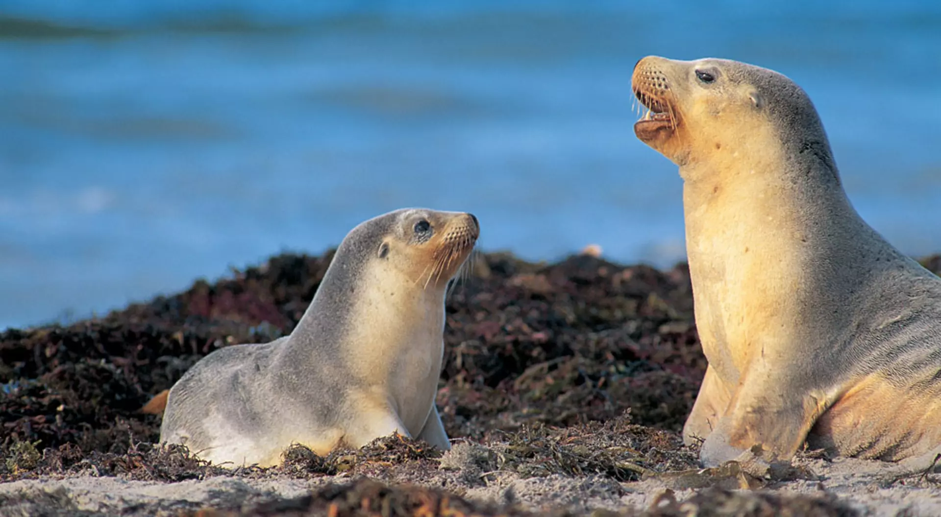 Galapagos Islands, Ecuador Seals in the Galapagos Islands, Ecuador