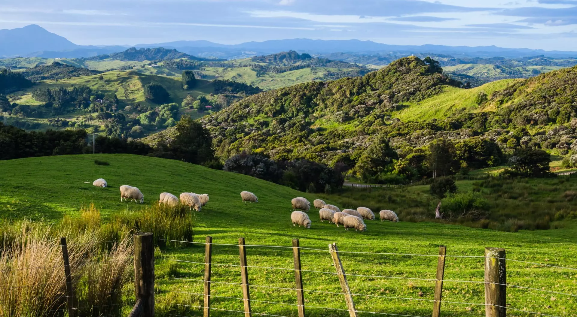 New Zealand Sheep Eating Grass on the Mountains of the North Island of New Zealand