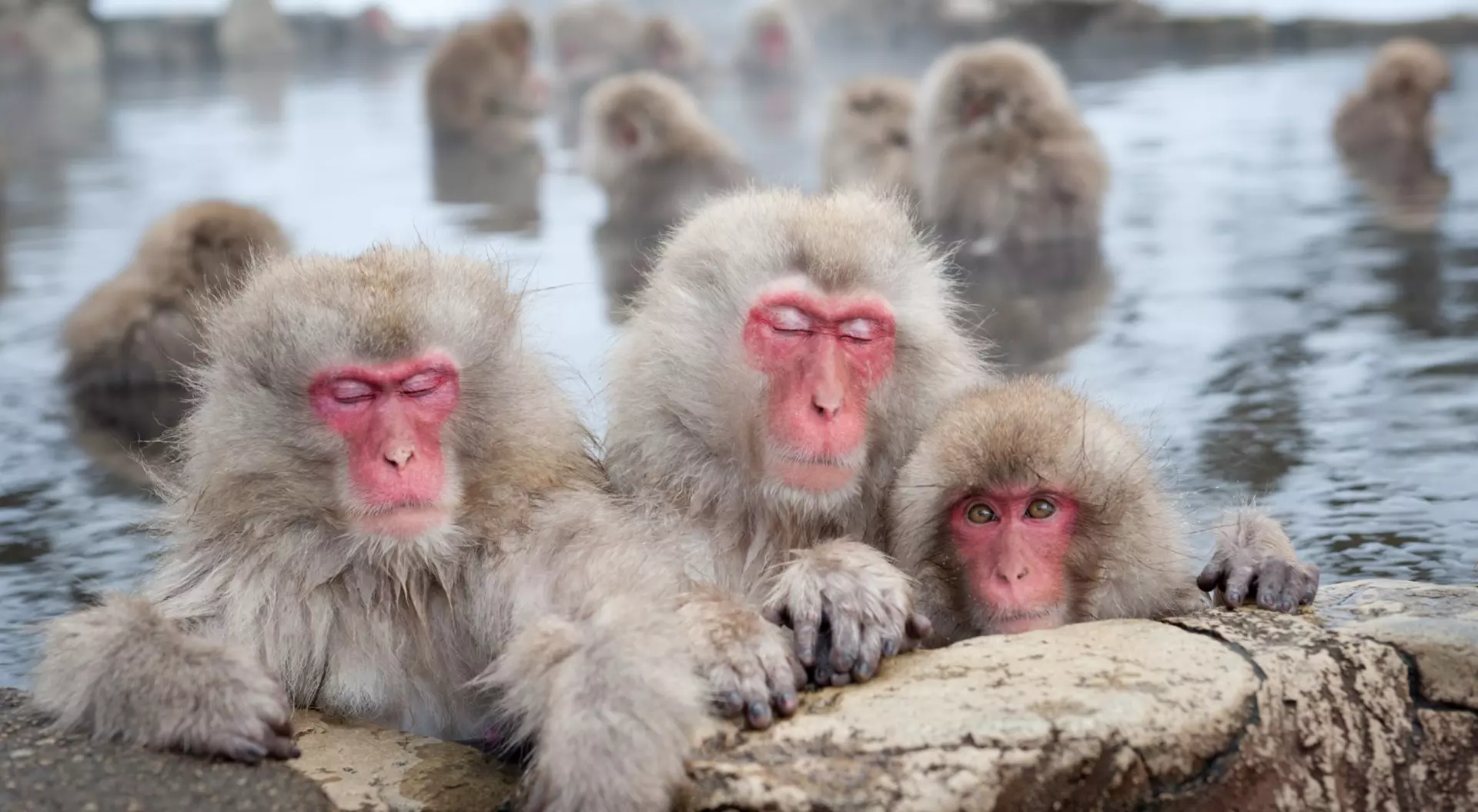 Japan Snow Monkeys in Japan