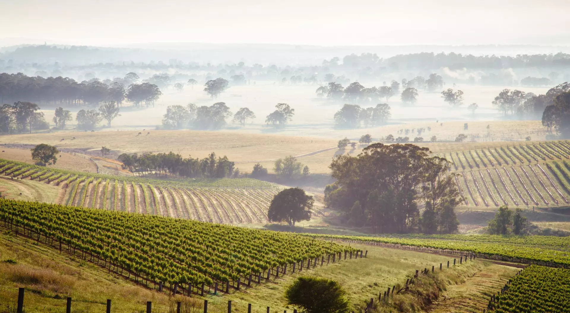 Sunrise over Hunter Valley vineyards, New South Wales, Australia