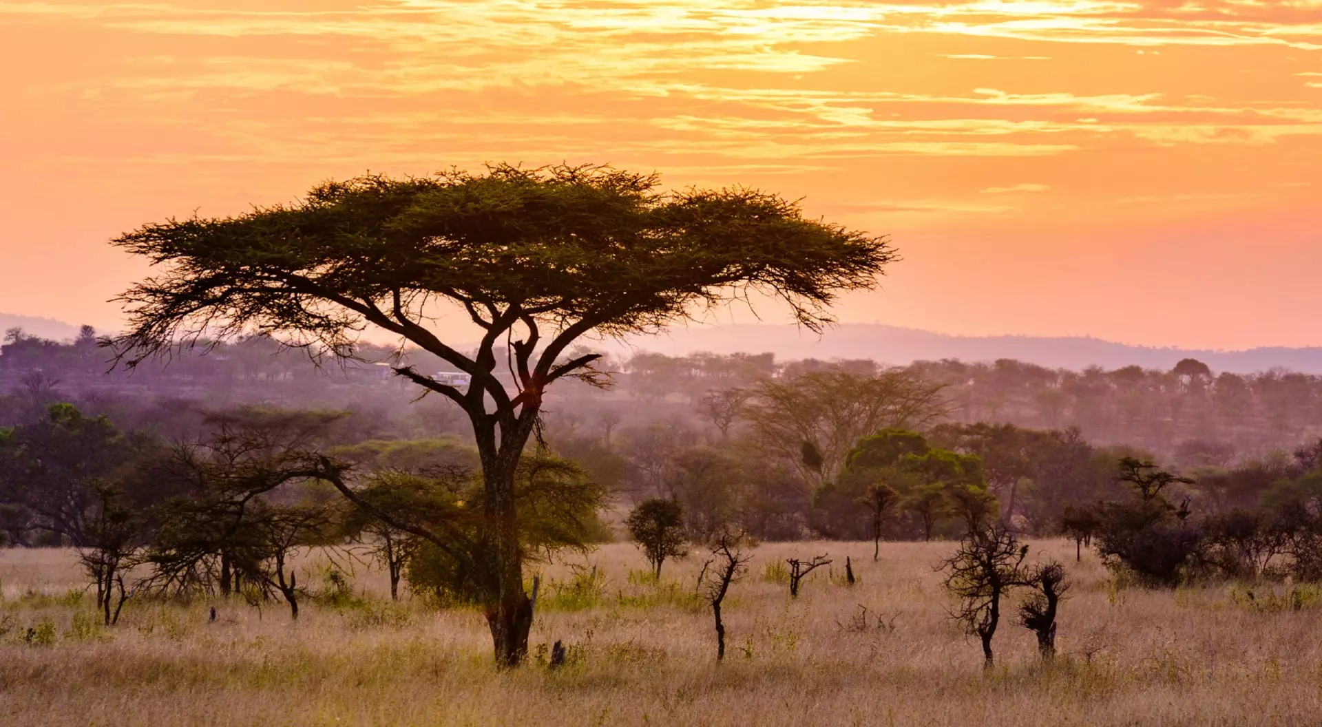 Tanzania, Africa Sunset in savannah of Africa with acacia trees, Safari in Serengeti of Tanzania