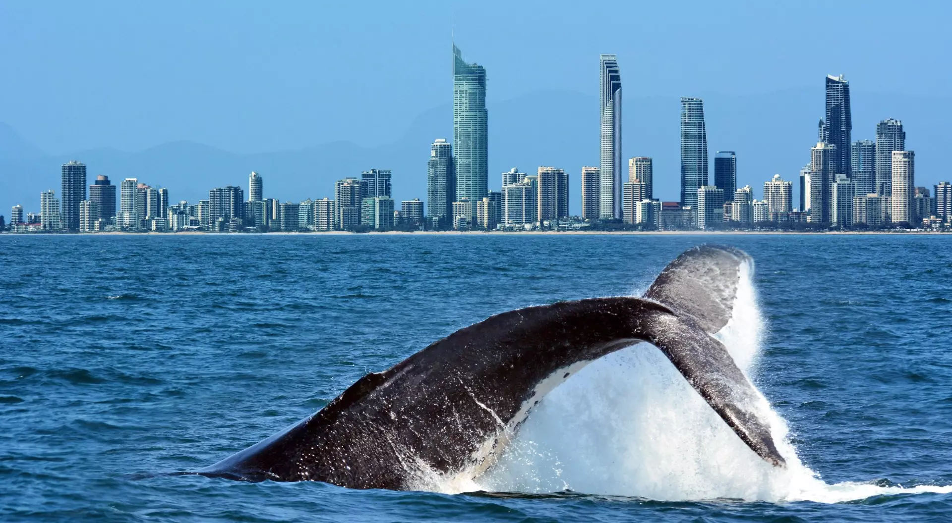 Queensland, Australia Tail of a Humpback Whale Rises Above the Water Against Surfers Paradise Skyline in Gold Coast, Queensland, Australia